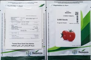 بذر گوجه فرنگی بدروf1