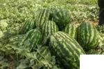 هندوانه گالاتا