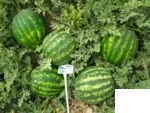 هندوانه تگزاس