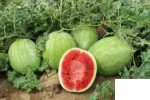 هندوانه 8040 سینجنتا