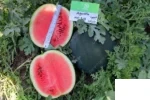 بذر هندوانه شوگر بیبی آگوستا