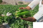 خیار سوپردومینوس