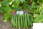 خیار فضای باز اوریکا