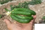 بذر خیار 009 (GS 27009) گلوریا سیدز