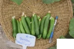 خیار بومبای