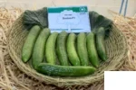 بذر خیار سورینا یو اس اگریسیدز