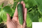بذر خیار اسپینو دنفلت