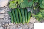 بذر خیار الیور کلوز