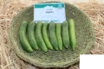 بذر خیار کیش