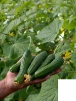خیار گلخانه ناگین انزا