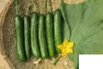 بذر خیار گلخانه بالستیک کلوز