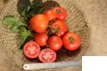 0003-گوجه گلخانه 4129