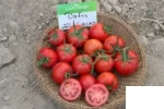 بذر گوجه گلخانه‌ای دافنیس سینجنتا