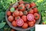 بذر گوجه ایزمونو سینجنتا