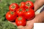 بذر گوجه کارون نیکرسون