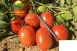 بذر گوجه دیما پولاریس