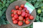 بذر گوجه افرا انزازادن