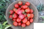 بذر گوجه 857 (CA857) کانیون