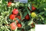 بذر گوجه الیسا