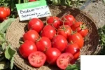 بذر گوجه بدرو سمینیس