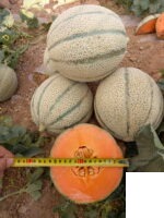 ملون (خربزه) ویونا