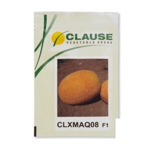بذر خربزه آناناسی 08 (CLXMAQ08) کلوز