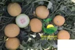 خربزه گالیا بشرا