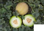 خربزه گالیا تمپو