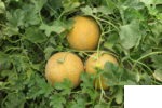 ملون (خربزه) گالیا سیتیرکس