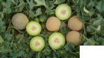 خربزه گالیا تایکن