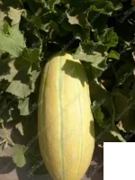 بذر خربزه مشهدی خاتون جام