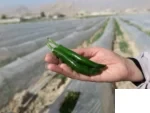بذر فلفل قلمی تند کنزو