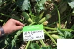 بذر کدو خورشتی کلاریتا SL5 (تک گل) سمینیس