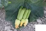 بذر کدو خورشتی ازرا نیکرسون