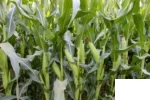 بذر ذرت دو منظوره عجیب (رایال ترکیه)