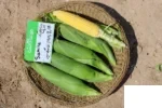 بذر ذرت شیرین سمیرا