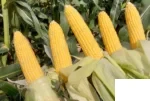 1170020022 ذرت شیرین سنتینل 5000 عددی copy (1) copy - سبزکشت