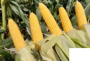 1170020022 ذرت شیرین سنتینل 5000 عددی copy (1) copy - سبزکشت