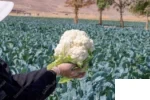 بذر گل کلم اسپیس استار سینجنتا