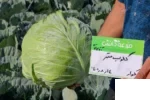 بذر کلم پیچ (برگ) سفید گلوب مستر تاکی سیدز
