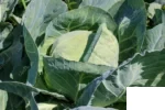 بذر کلم پیچ (برگ) سفید گرگورین سینجنتا