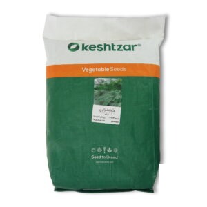 بذر شوید کشتزار