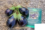 بادمجان دلمه‌ای گالینا