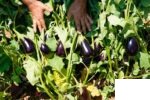 بادمجان دلمه‌ای شانتال