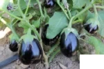 بذر بادمجان دلمه ای الگانس ویلمورین