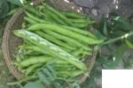 بذر باقلا هستی
