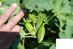 بذر بامیه ثمین بذر
