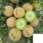 بذر خربزه گالیا HMC 46 2053