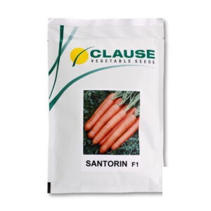بذر هویج سنتورین کلوز
