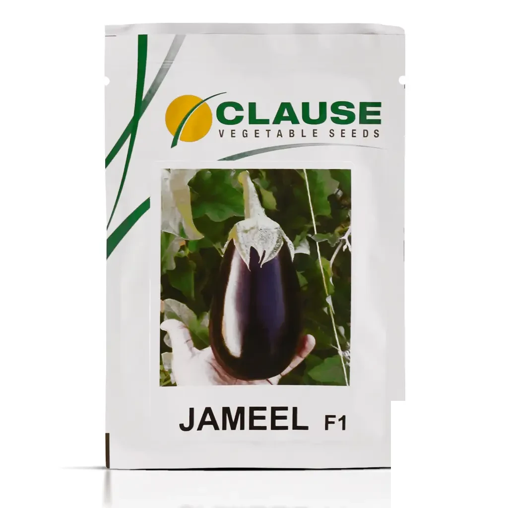 Jameel-F1 copy بذر بادمجان جمیل